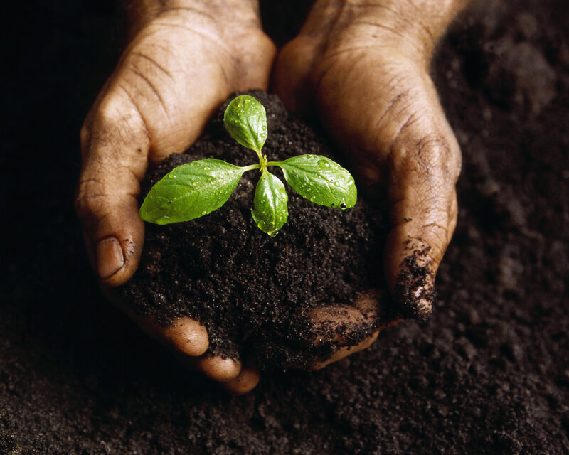 hands holding a seedling