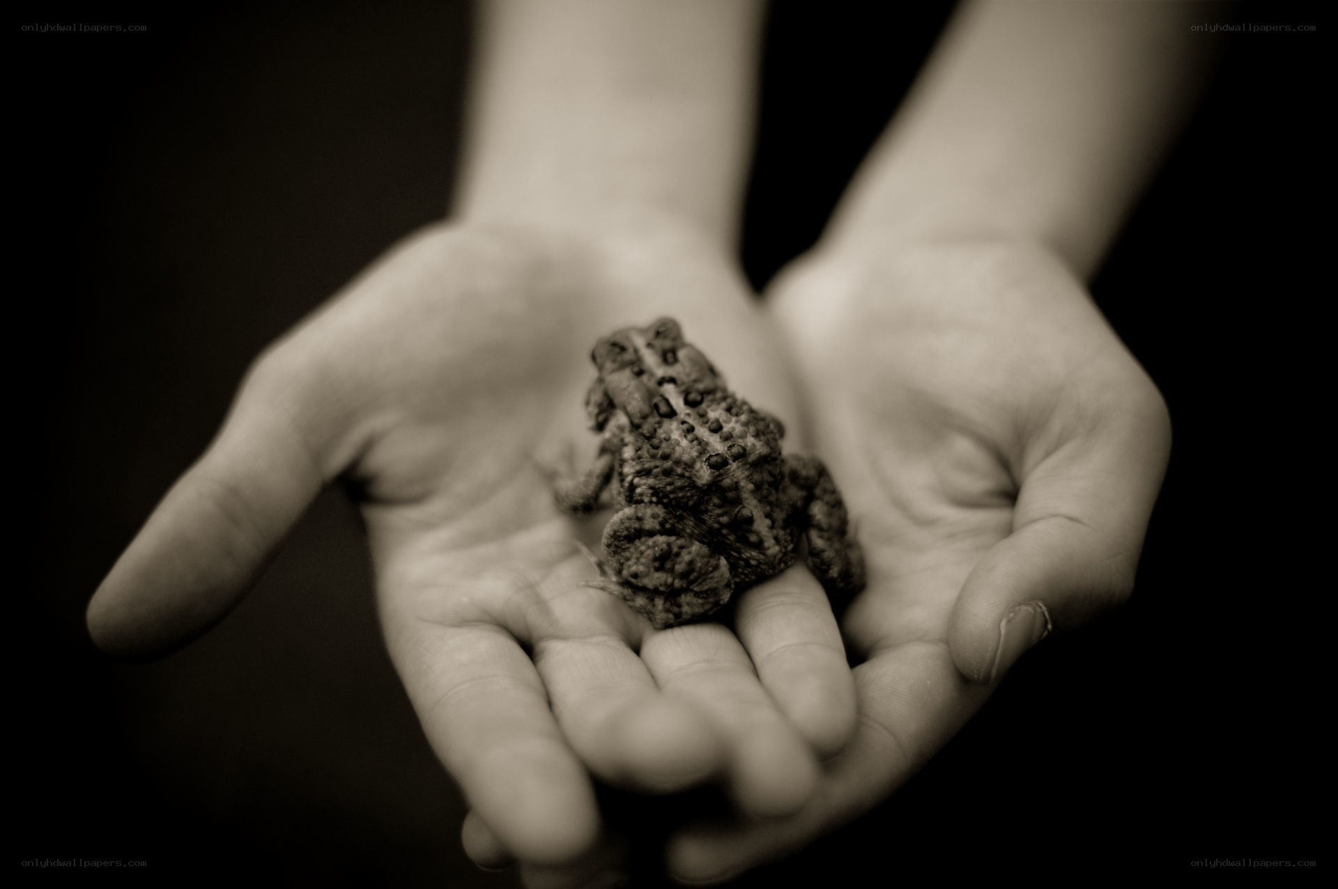 hands holding a small frog