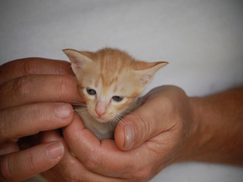 hands holding a small kitten