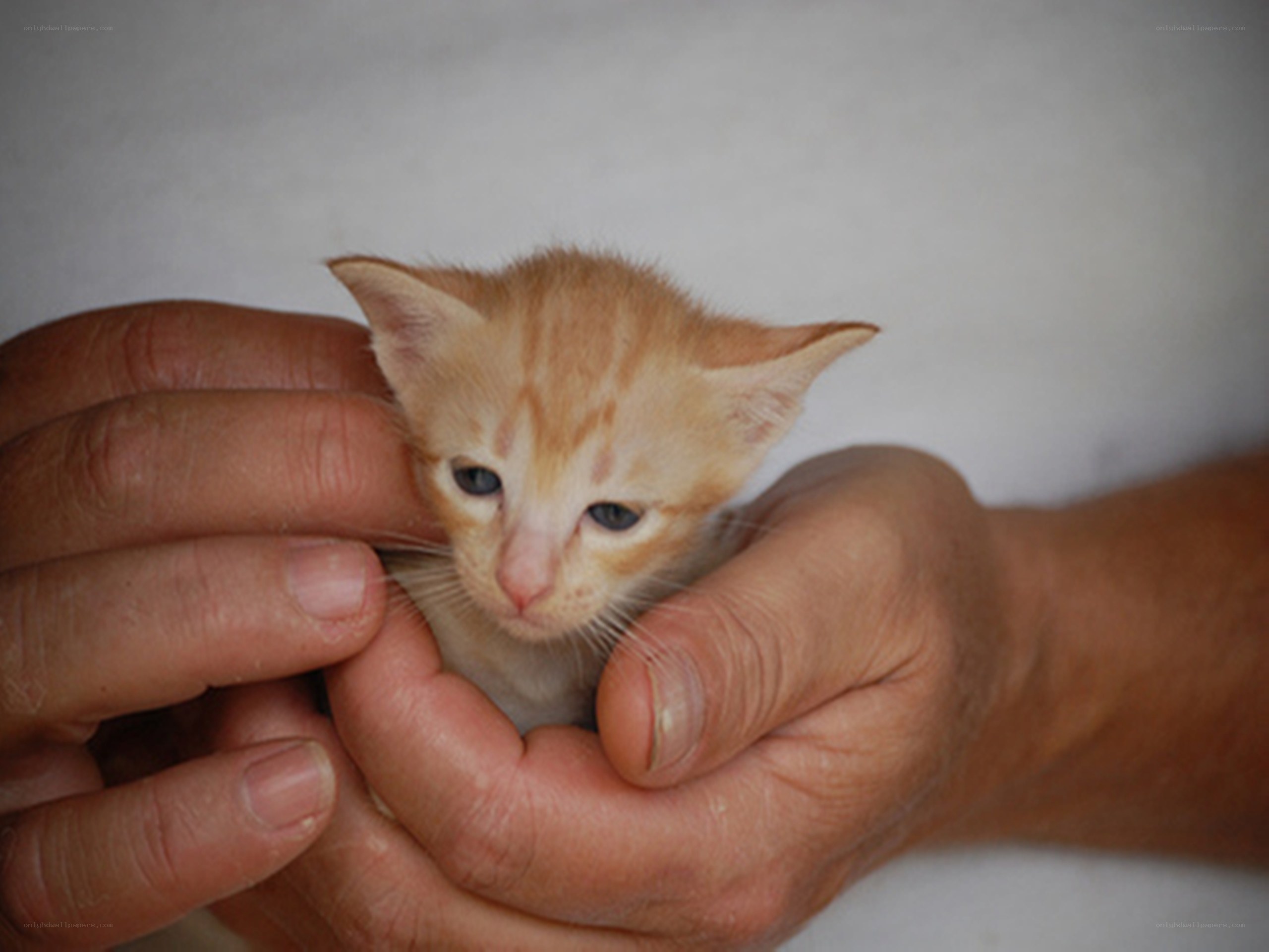 hands holding a small kitten