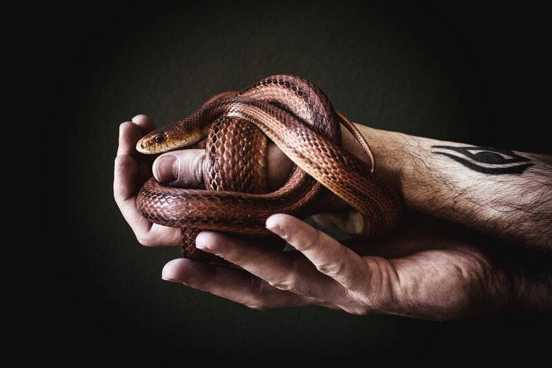 Hands Holding a Snake