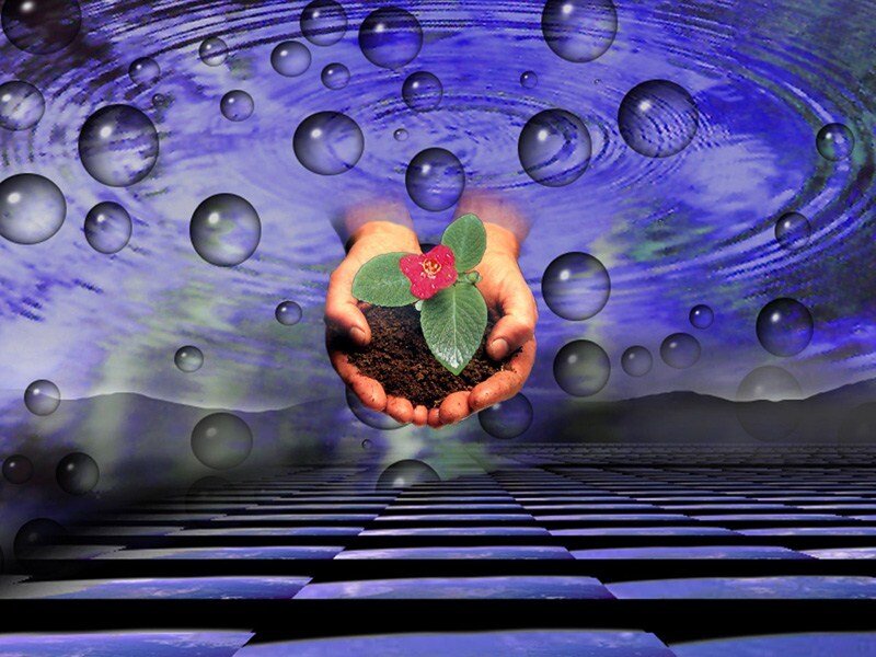 hands holding a sprouting plant