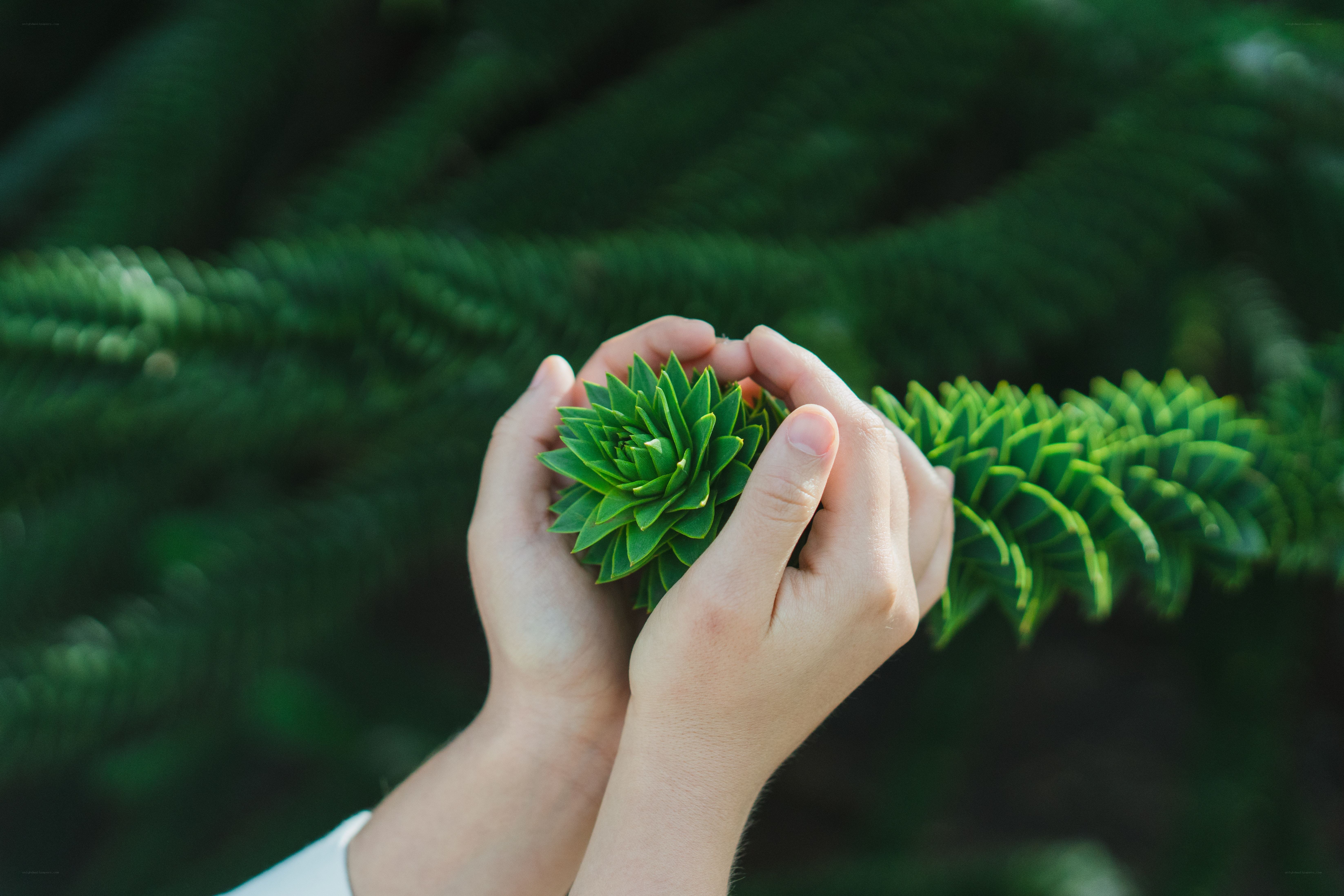 hands holding a succulent plant