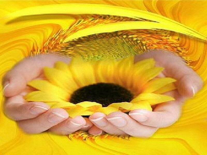 hands holding a sunflower