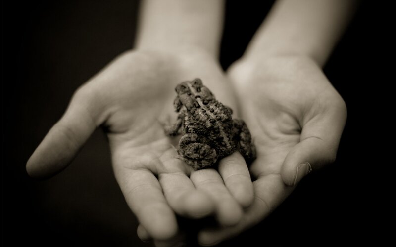 hands holding a toad