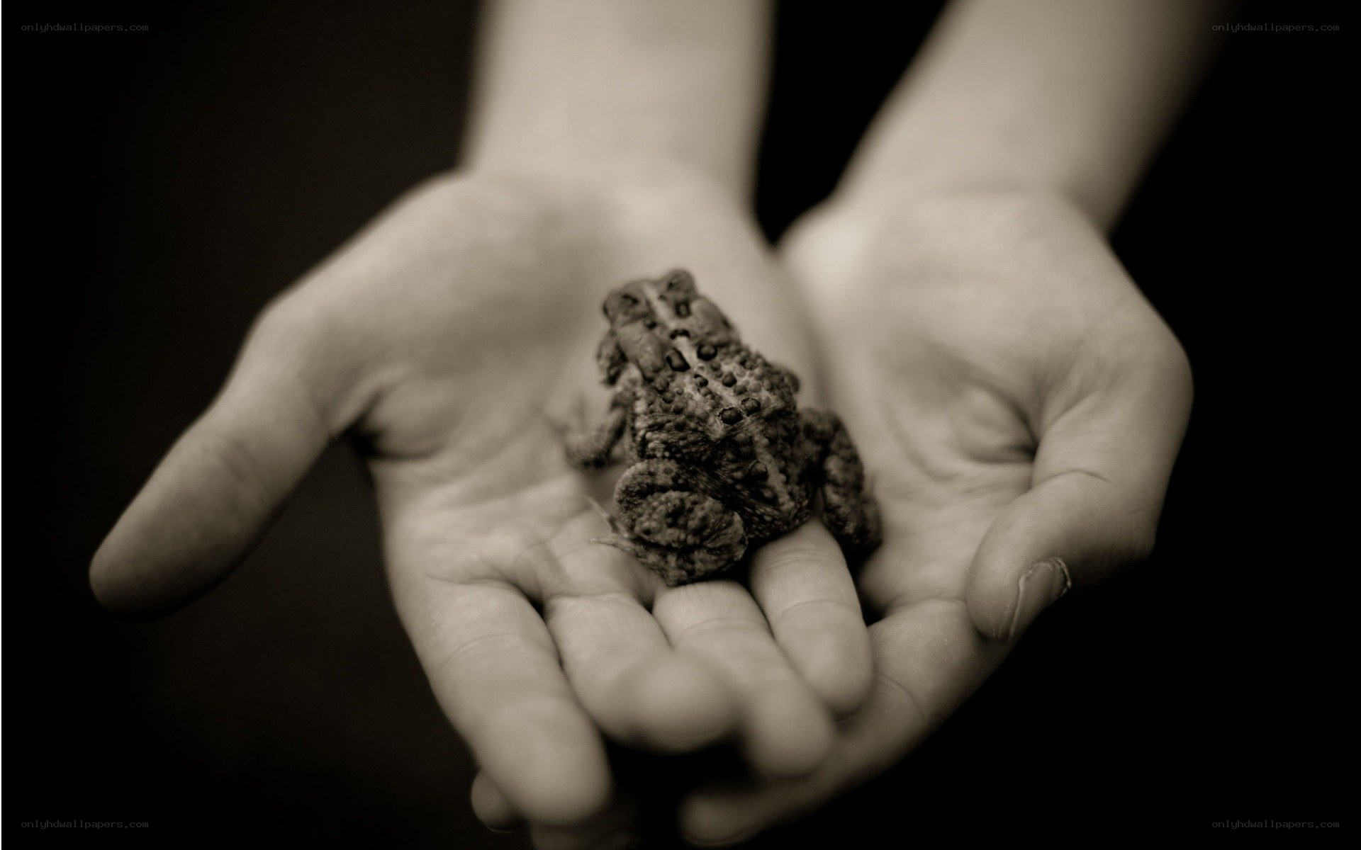 hands holding a toad