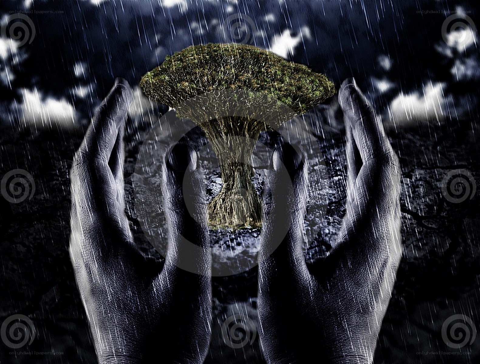 hands holding a tree in rain