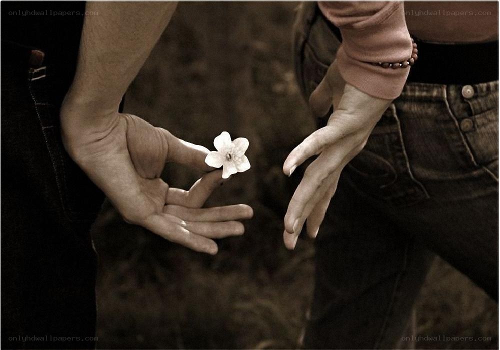 hands holding a white flower