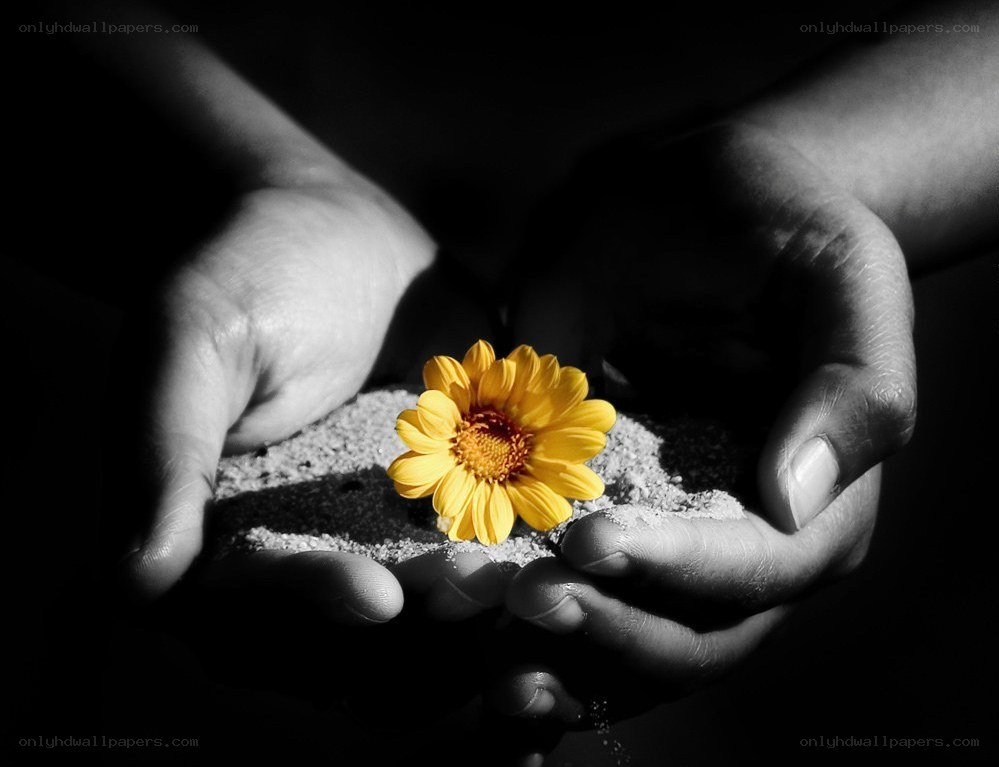 hands holding a yellow flower