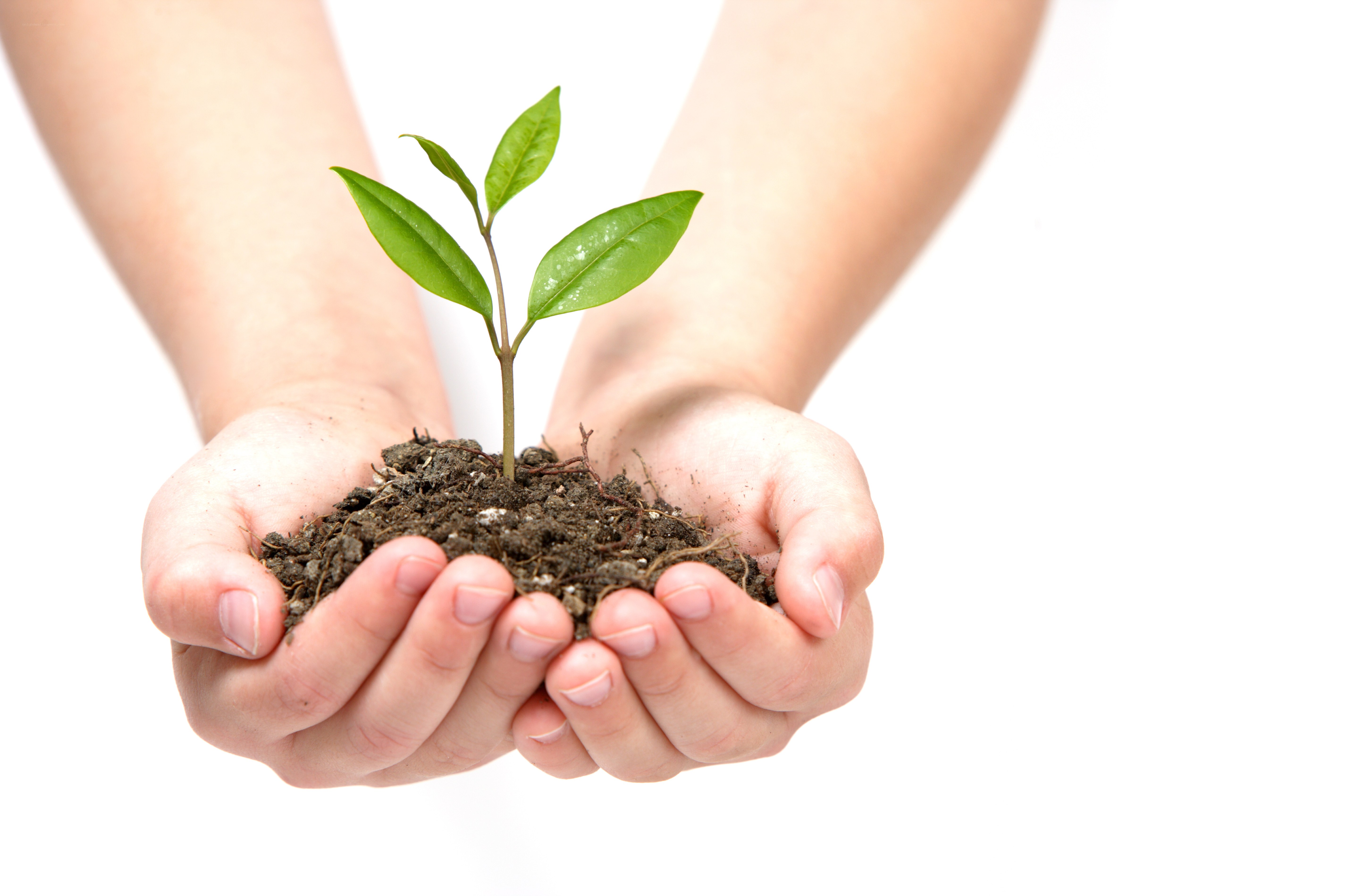 hands holding a young plant