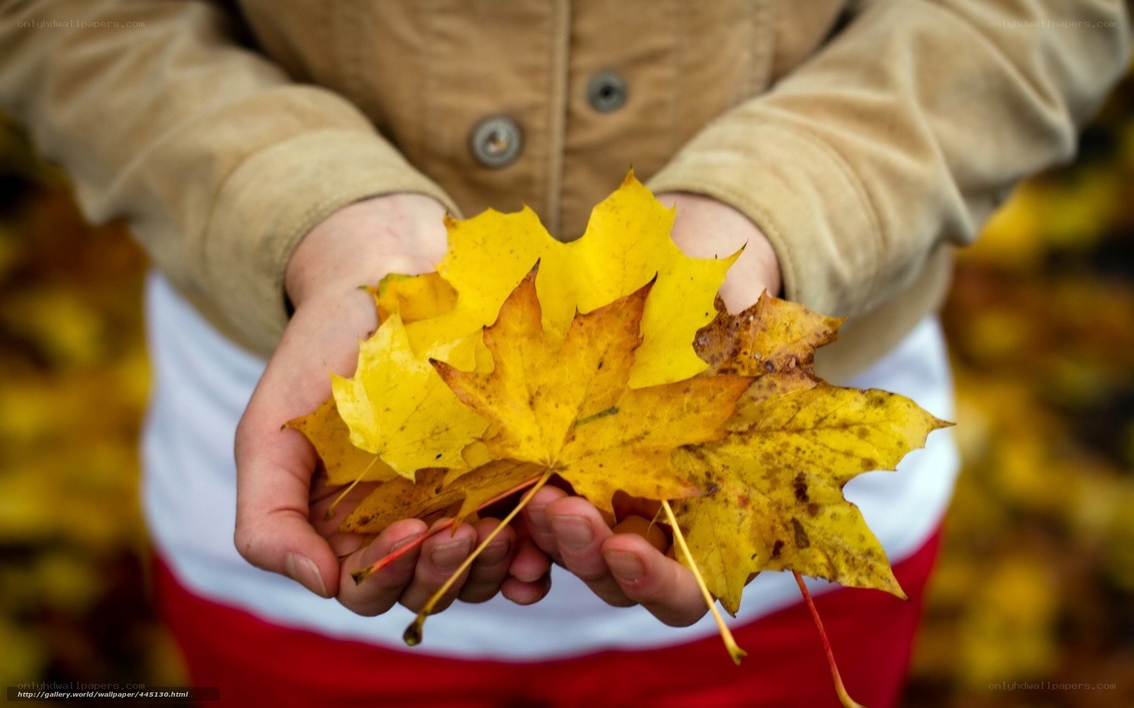 hands holding autumn leaves