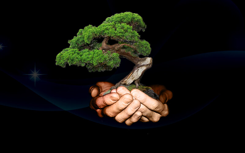 Hands Holding Bonsai Tree