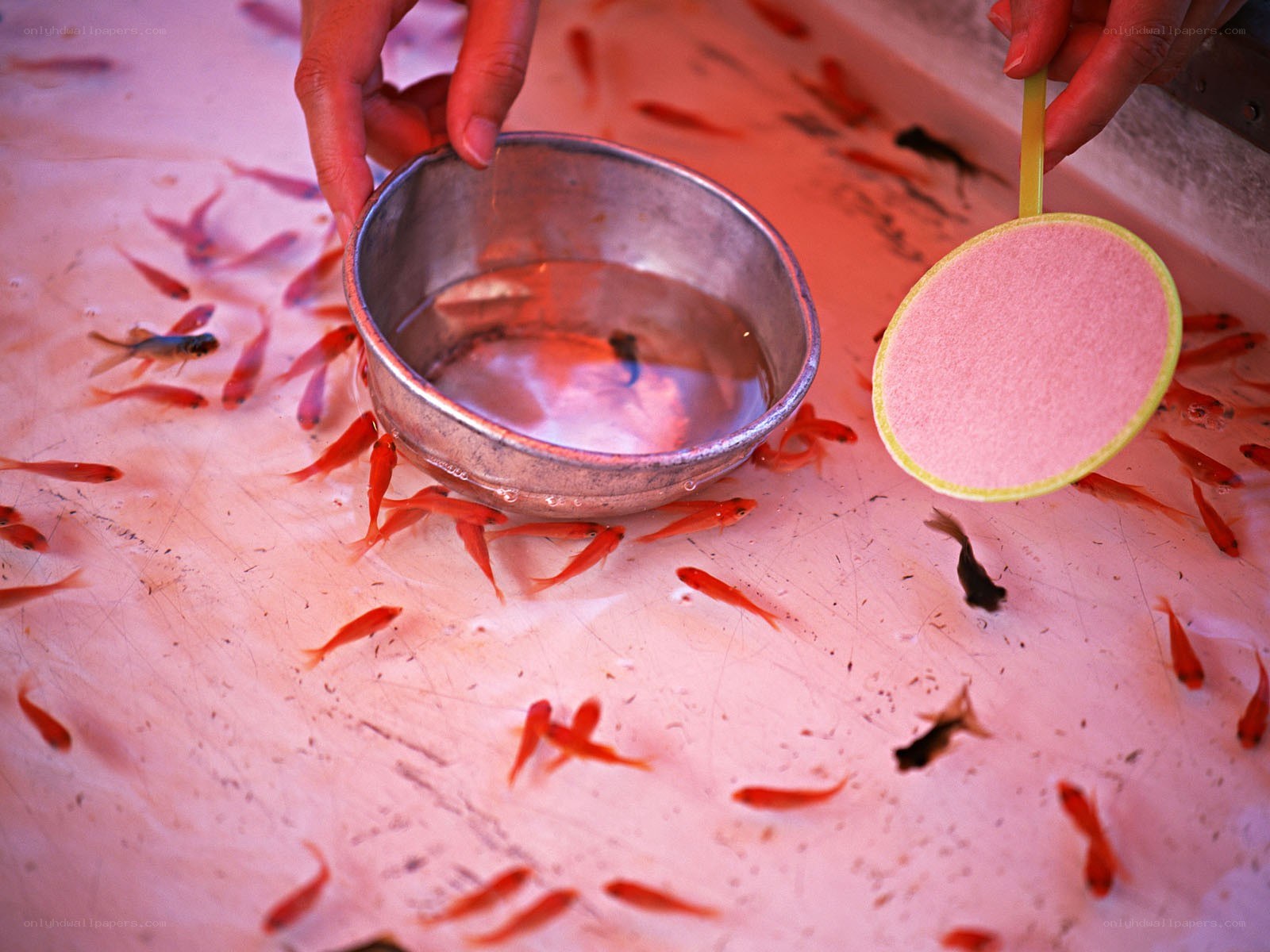 Hands holding bowl with goldfish