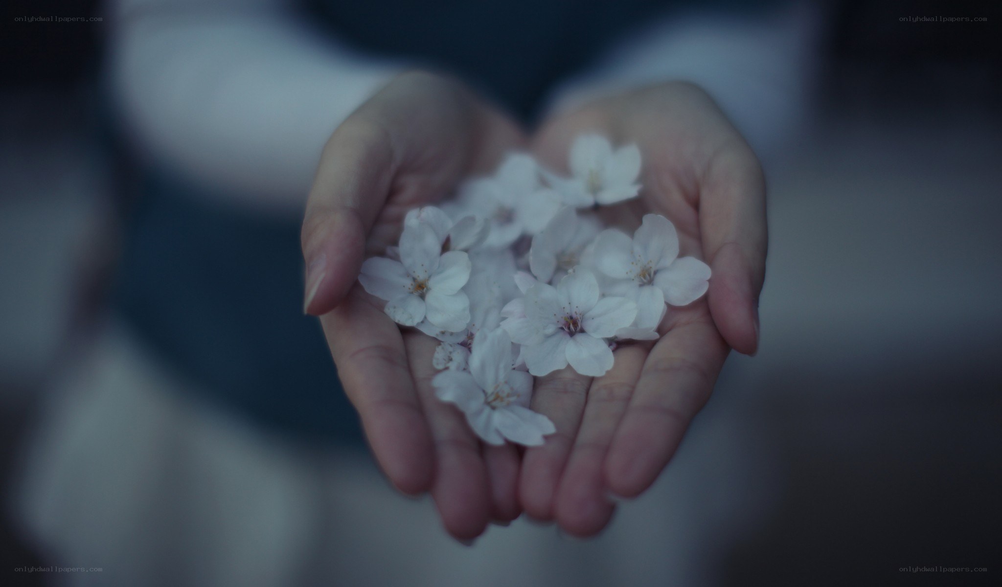 hands holding cherry blossoms
