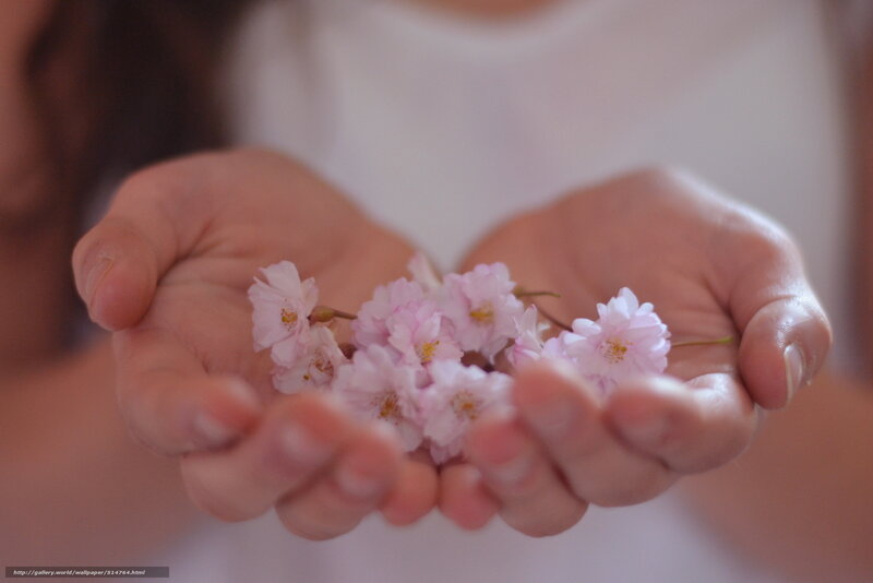 hands holding cherry blossoms