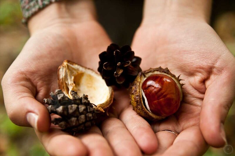 hands holding chestnuts and pinecones