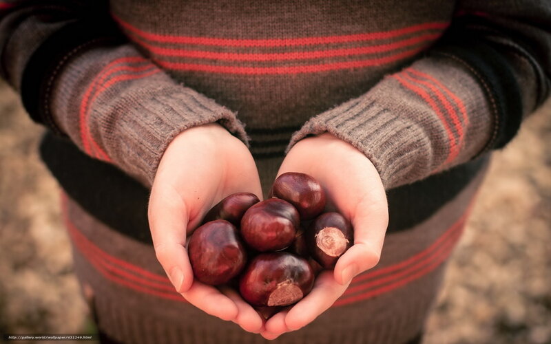 hands holding chestnuts
