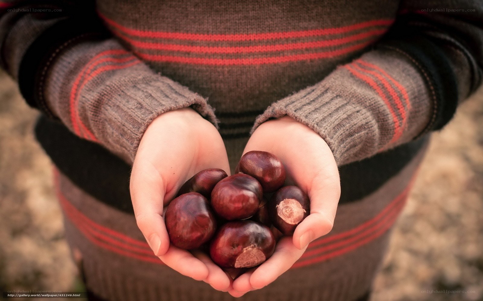 hands holding chestnuts