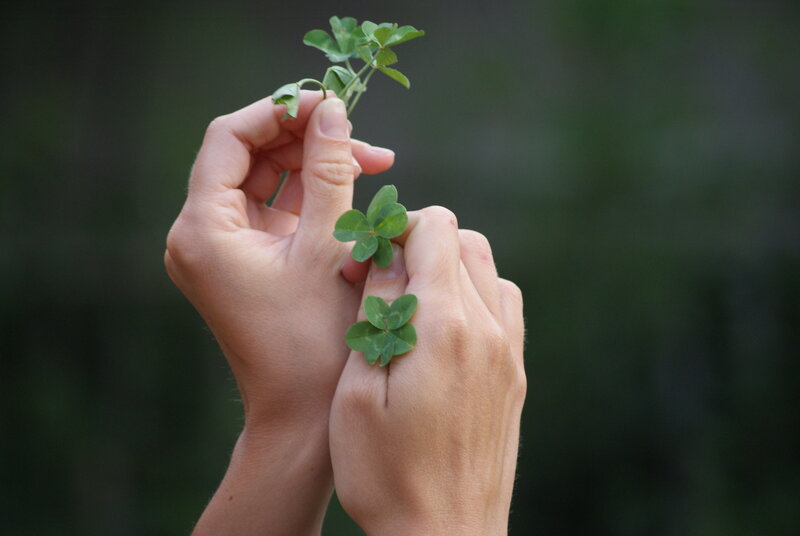 Hands Holding Clovers