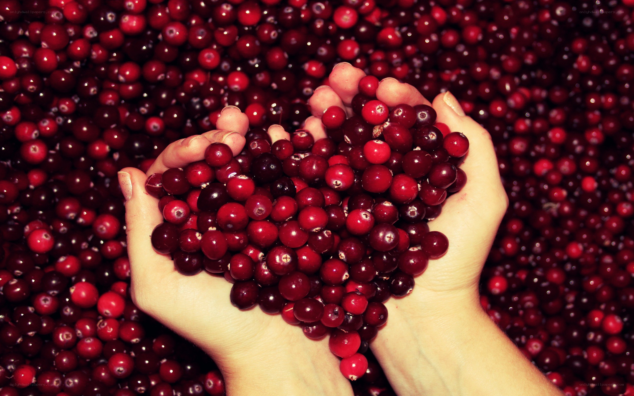 hands holding cranberries in heart shape