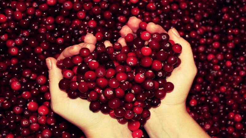 Hands Holding Cranberries — Red