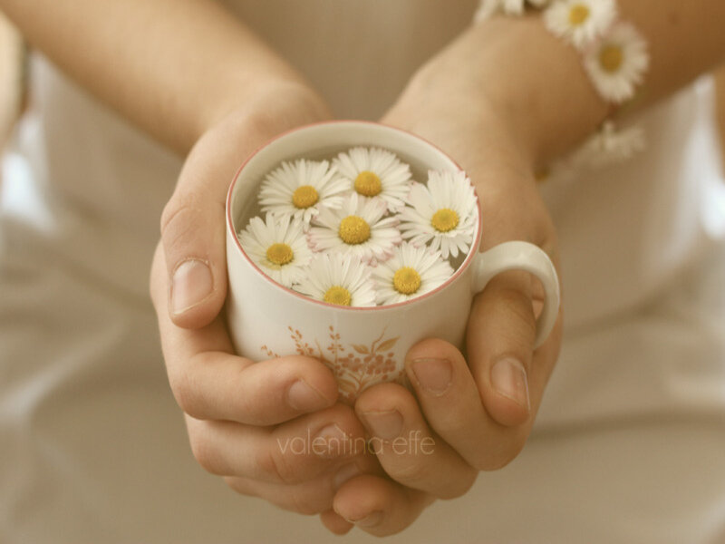 Hands Holding Cup of Daisies