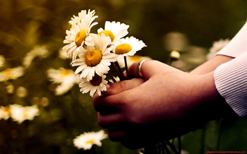 hands holding daisies