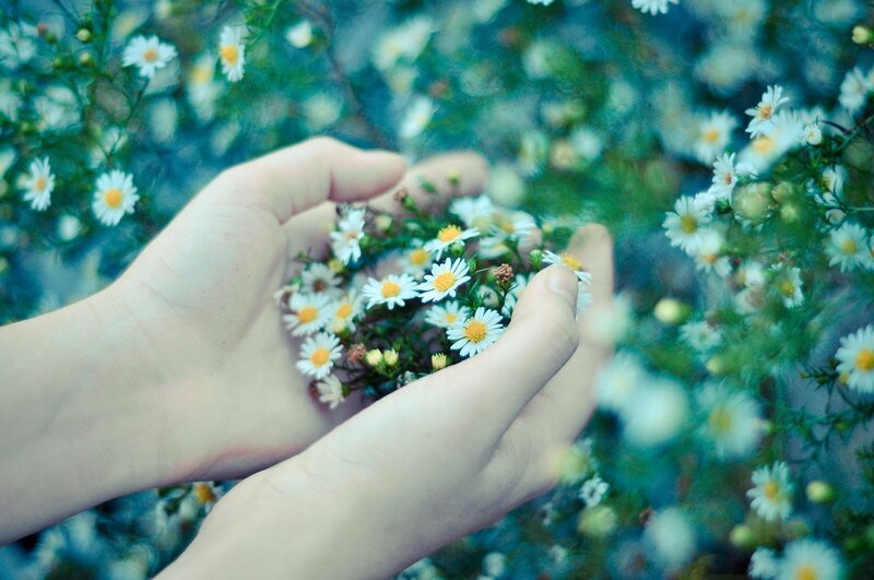 Hands Holding Daisies — White, Serene, Photograph
