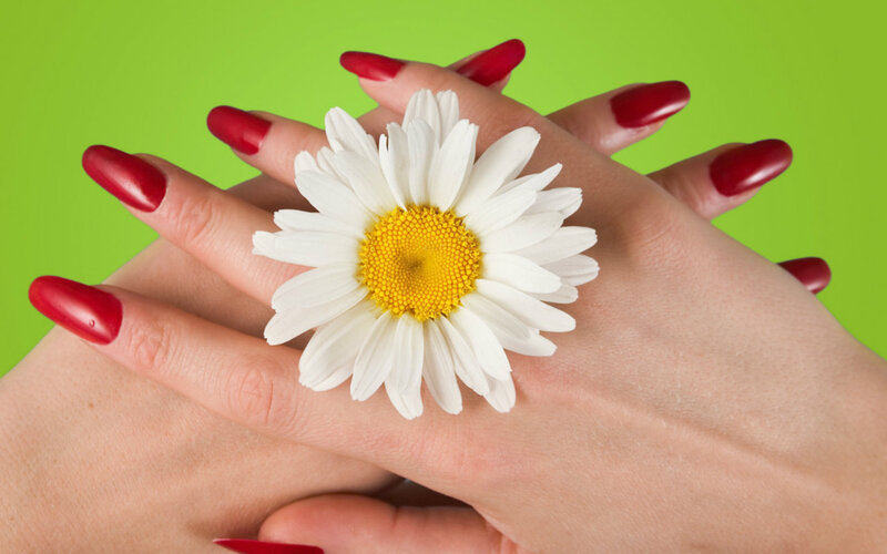 Hands Holding Daisy Flower — Green