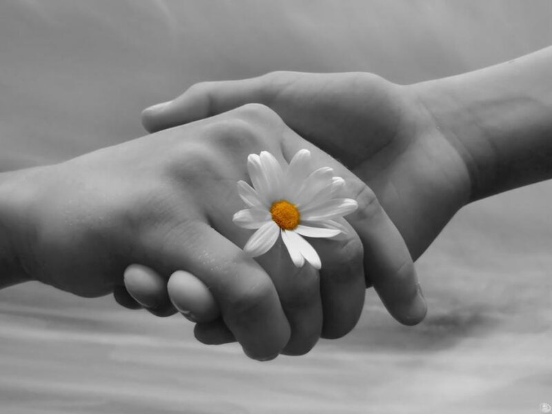 Hands Holding Daisy Flower