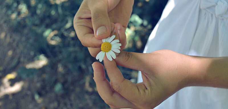 Hands Holding Daisy Flower — White, Calm
