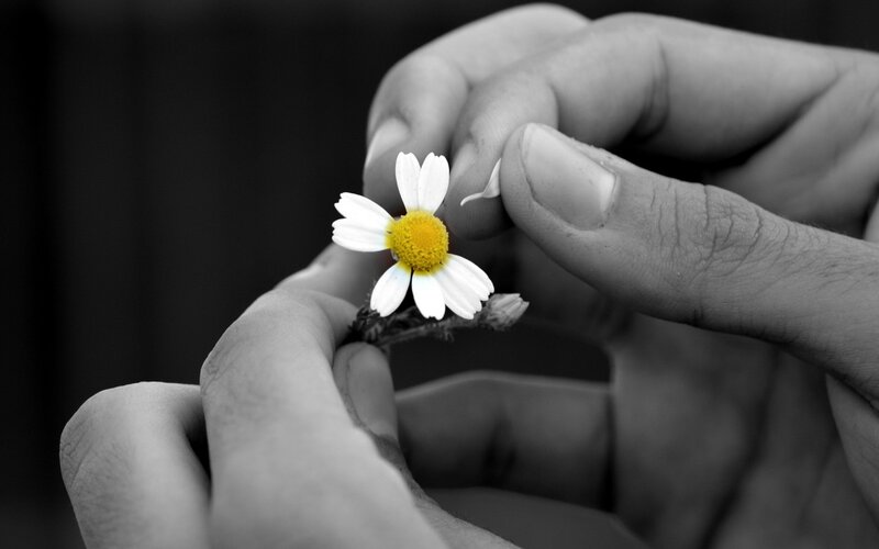Hands Holding Daisy Flower — White
