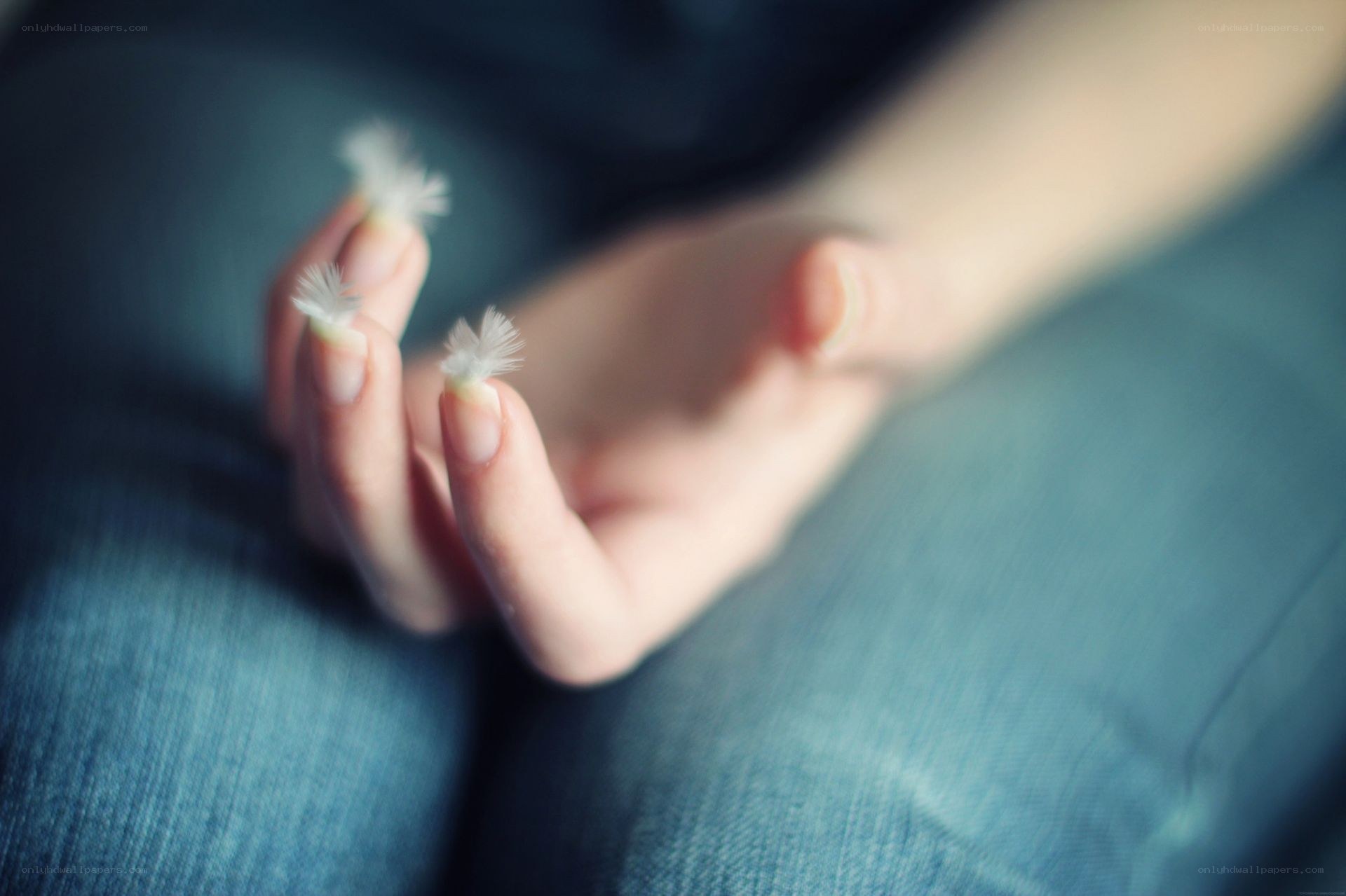 hands holding feathers