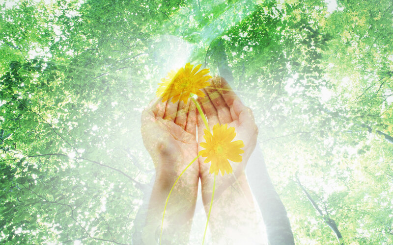 Hands holding flowers in sunlight