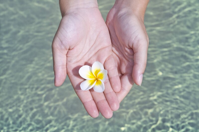 Hands Holding Frangipani Flower