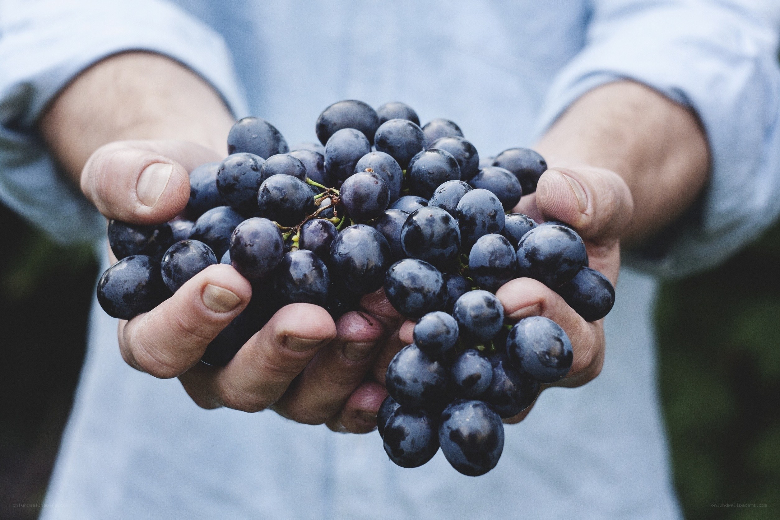 hands holding fresh grapes