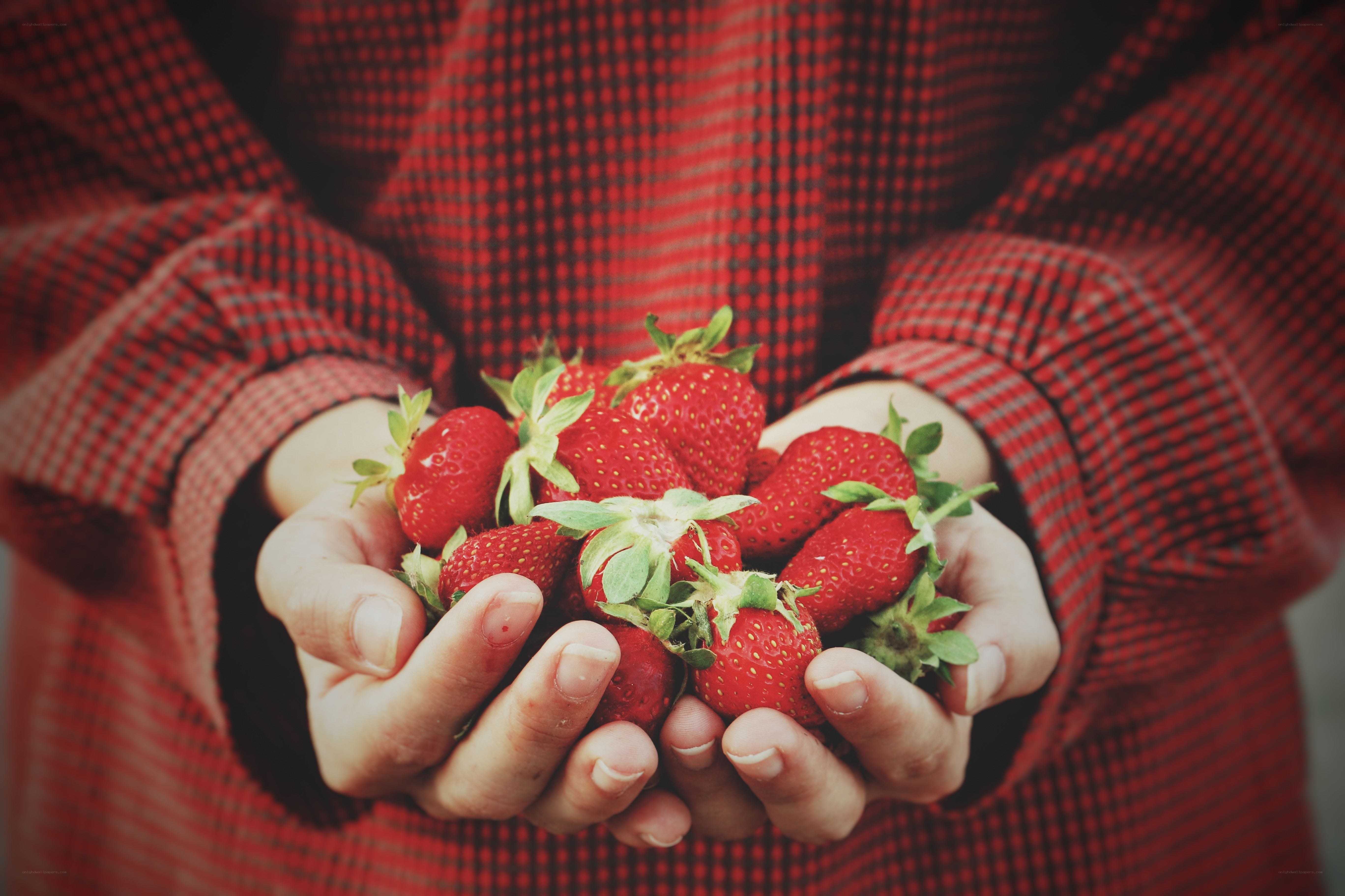 hands holding fresh strawberries