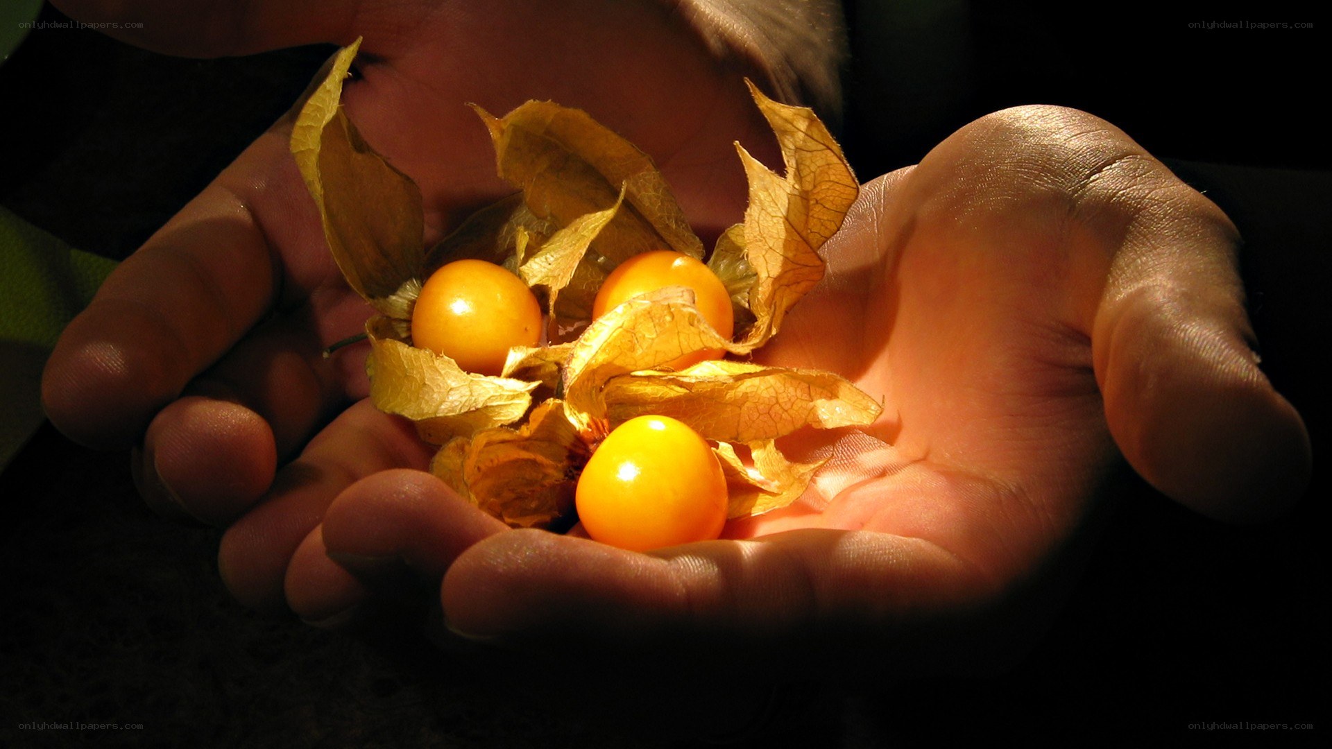 hands holding golden berries