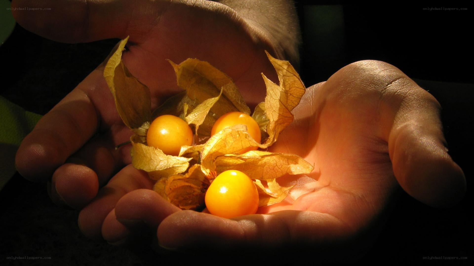 hands holding golden berries
