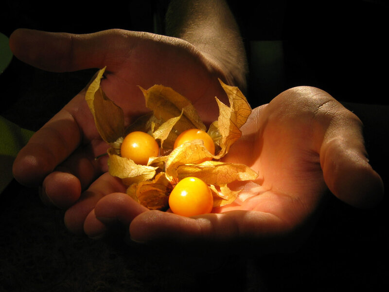 hands holding golden berries