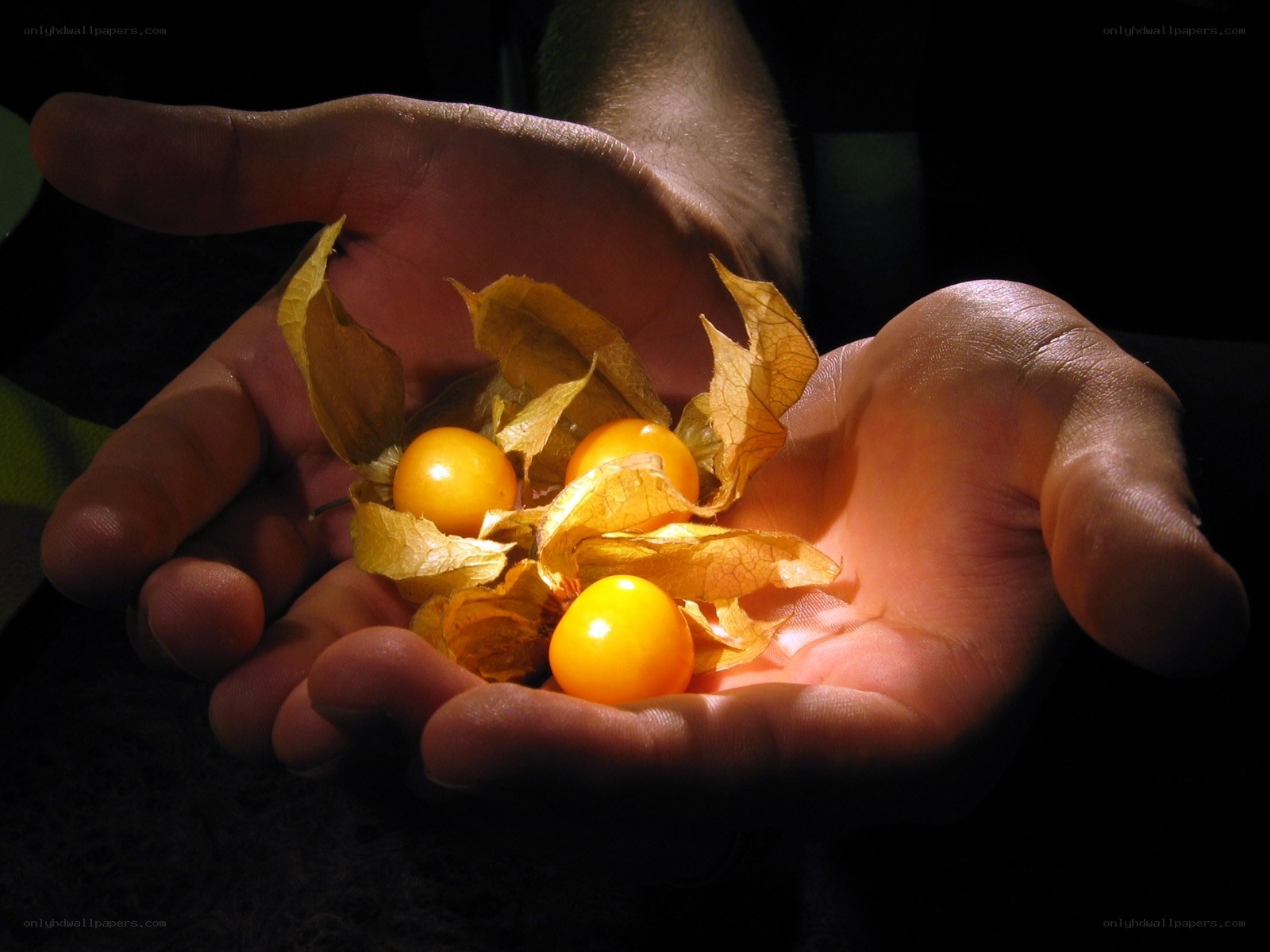 hands holding golden berries