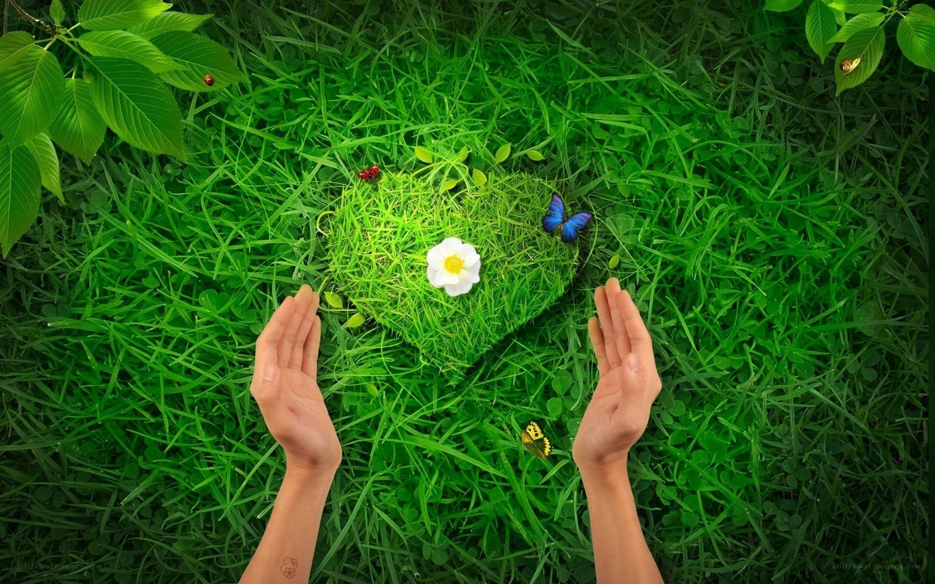 hands holding green heart
