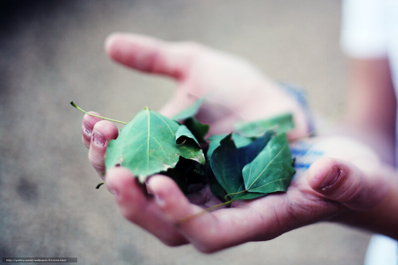 hands holding green leaves