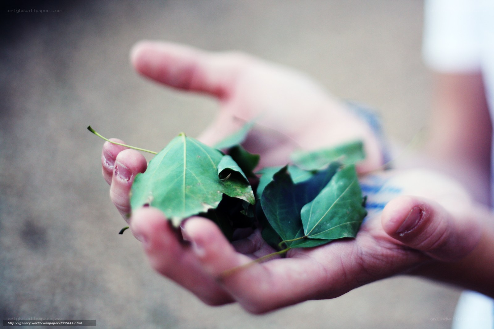 hands holding green leaves