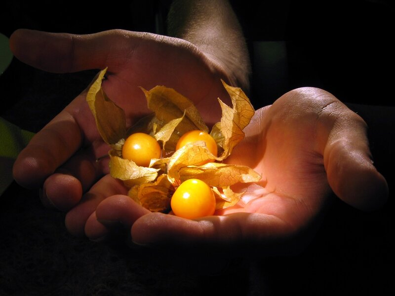 Hands Holding Ground Cherries