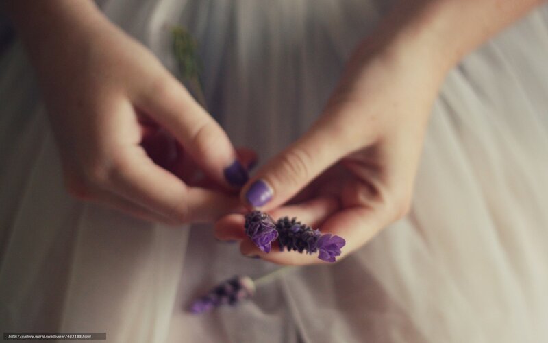 hands holding lavender flowers