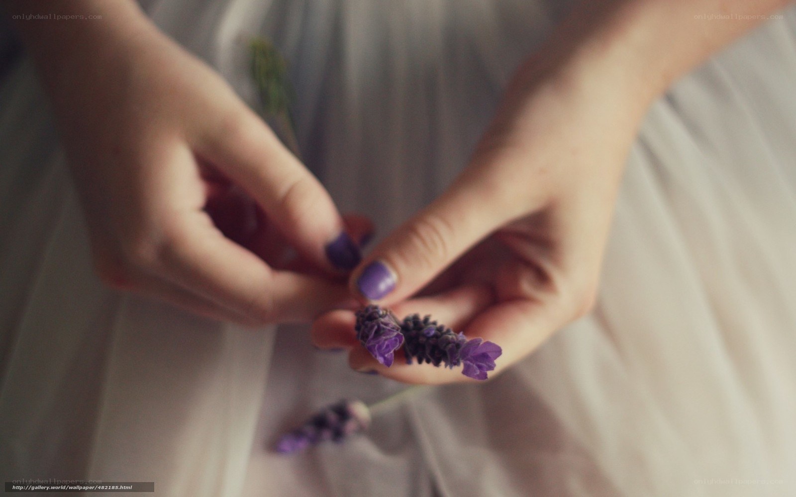 hands holding lavender flowers