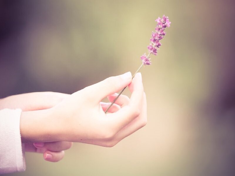 Hands Holding Lavender Sprig
