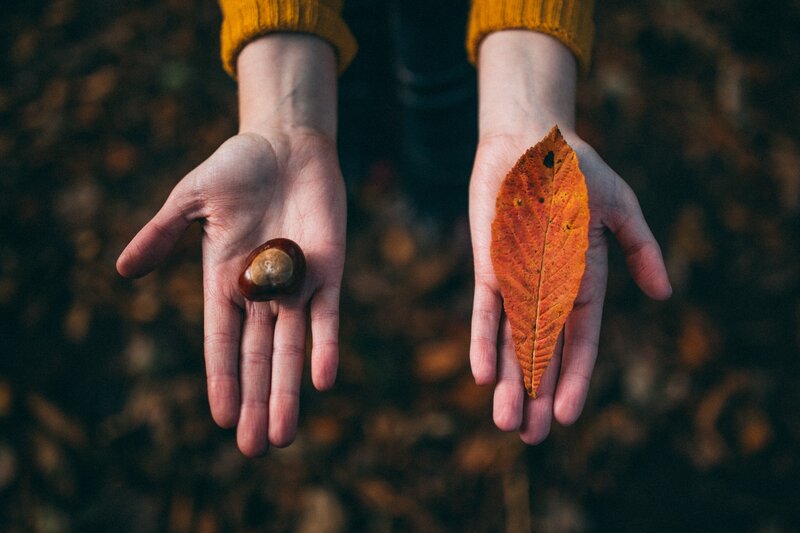 Hands Holding Leaf and Chestnut