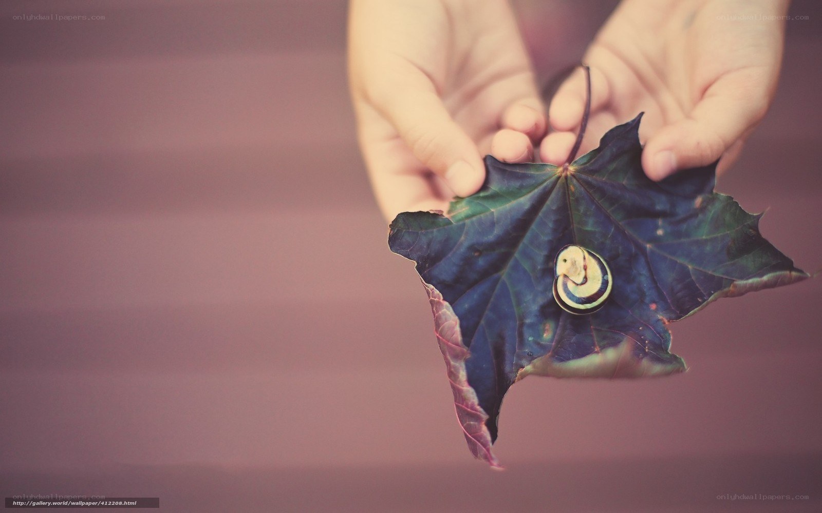 hands holding leaf with snail